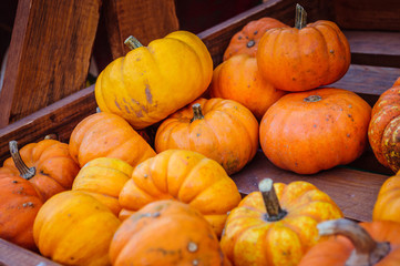Close up shot of colored pumpkins on the pumpkin festival