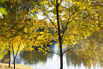 autumn trees by the water