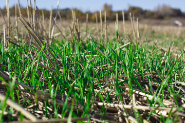 green grass in early spring