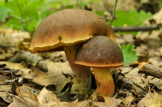 Two lurid bolete mushrooms (Boletus luridus, large and small) growing in the forest among dry leaves, green plants and leaves in the background, close-up