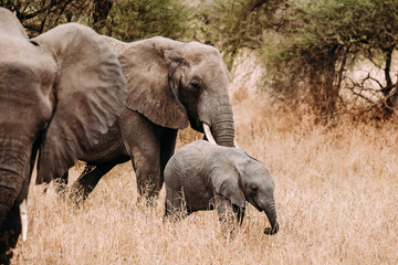 Elefanten Familie Elefantenbaby Afrika Tanzania Safari