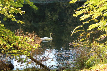 Schwan in herbstlicher Kulisse