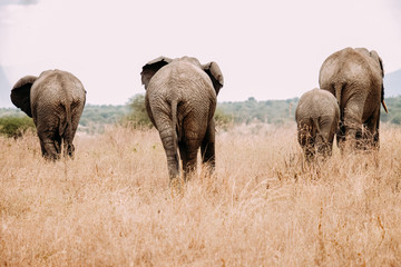 Naklejka na ściany i meble Elefanten Familie Elefantenbaby Afrika Tanzania Safari