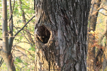 Fototapeta premium tree with hollow in the forest in autumn