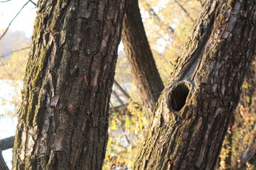tree with hollow in the forest in autumn
