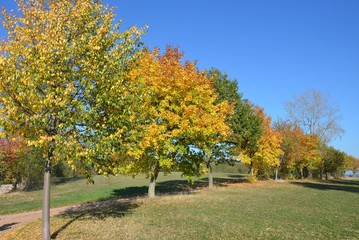 Naklejka premium Bunte Herbstlandschaft unter stahlblauem Himmel