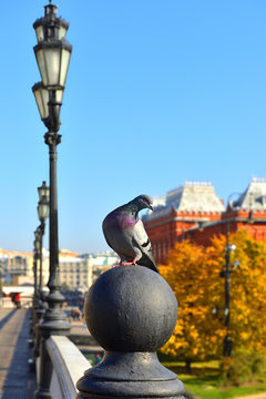 Rock dove, rock pigeon, or common pigeon (Columba livia) on background of Alexander Gardens. Moscow, Russia