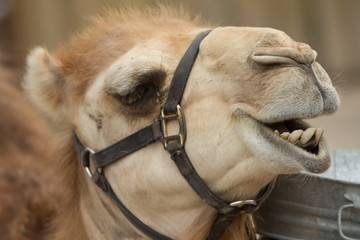 Camel Smile