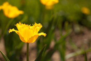 Yellow Tulips