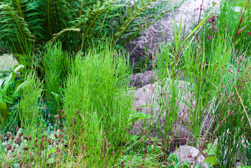 Fototapeta premium Decorative alpine hill with growing plants