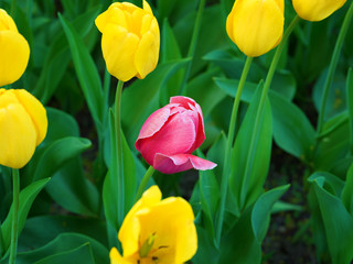 Red tulip growing among yellow tulips