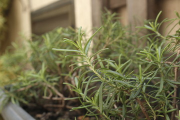 rosemary