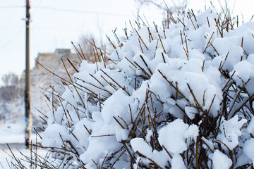 snow covered bushes, background of trees for a double exposure, many branches, branches in snow, snow on branches, snow on trees