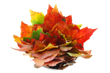 colorful autumn maple leaves stacking and isolated on white background