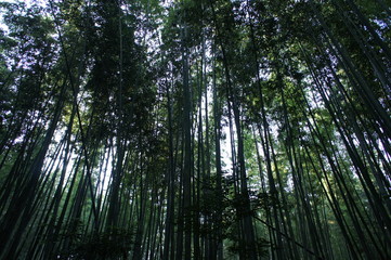 Bamboo forest