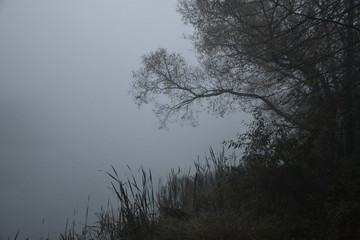 View of the misty river bank