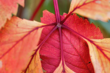 Red and yellow leaves. Autumn