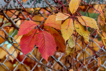 Red and yellow leaves. Autumn