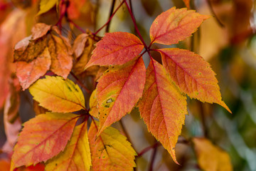 Red and yellow leaves. Autumn