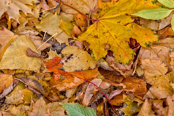 Yellow fallen leaves