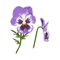 Hand drawn illustration of a garden variety of Viola tricolor on transparent background, realistic style. Spring flower.