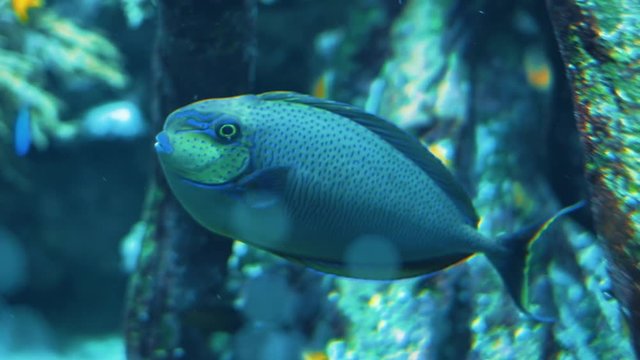 Tropical exotic blue fish swimming slowly in water. Relaxing tranquile concept, watching aquarium or diving in the ocean