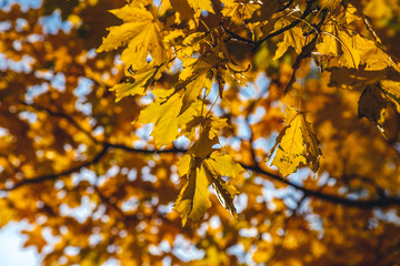 Fototapeta na wymiar leaves of a Canadian maple close-up
