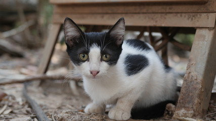 kittens are enjoying the street