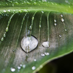 goutte de pluie rosée tropicale