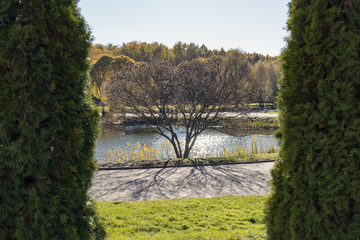 tree on the background of the pond, framed by bushes in the park