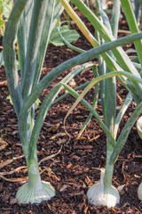 Obraz premium Fresh onion plants