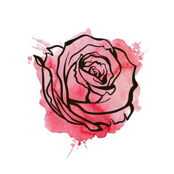 flower, red roses, hand drawn illustration.