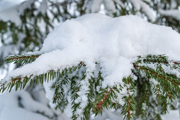 Branch of spruce tree with white snow. Winter spruce tree in the frost.