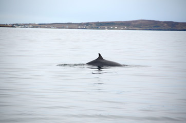 whale in eyjafjordur, akureyri, iceland