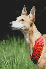 portrait of a sighthound dog