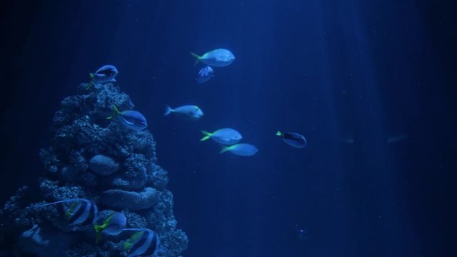 Shoal of tropical fish swimming slowly and calmly in dark deep water, beams rays of light blinking in the background, relaxing deep sea background with fabulous light