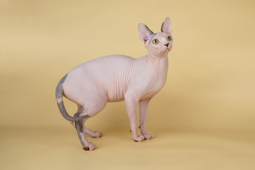 Canadian sphinx cat on colored background