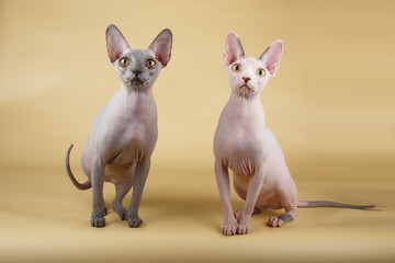 Canadian sphinx cat on colored background