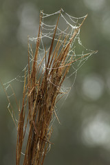 Spider web on branches