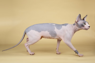 Canadian sphinx cat on colored background