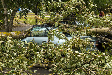 a strong wind broke a tree that fell on a car parked nearby