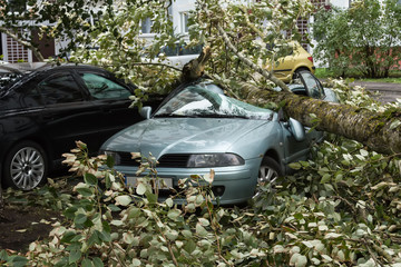 a strong wind broke a tree that fell on a car parked nearby