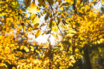 Naklejka na ściany i meble Colorful autumn leaves on tree in the middle of the forest. Photo taken from the bottom towards the blue saturated sky and the sun on warm sunny day. The most beautiful period of the year in nature.
