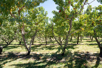 Fototapeta na wymiar Pick your own peaches and apples farm Colorado USA