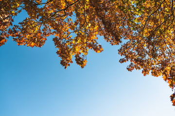Colorful autumn leaves on tree in the middle of the forest. Photo taken from the bottom towards the blue saturated sky and the sun on warm sunny day. The most beautiful period of the year in nature.