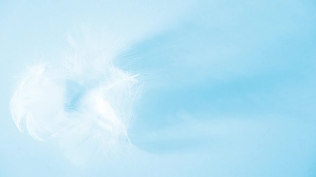 Feathers flowing away in a gentle breeze in a soft light - seamless blue and white animation - decorative looping footage for background