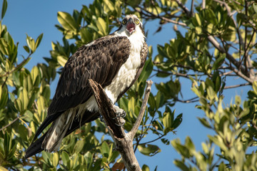 Osprey Cry
