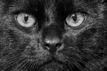 the face of a black mongrel cat close-up, the eyes, nose and mustache glisten in the sun, the photo...