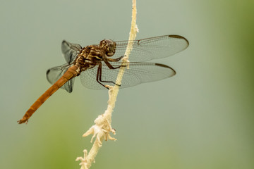 Roseate Skimmer