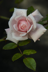 FLOWERS: rose on black